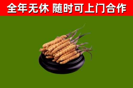 民丰回收散虫草