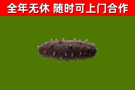 民丰回收海参干